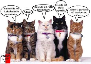 1234395_582157141844891_1670330596_n